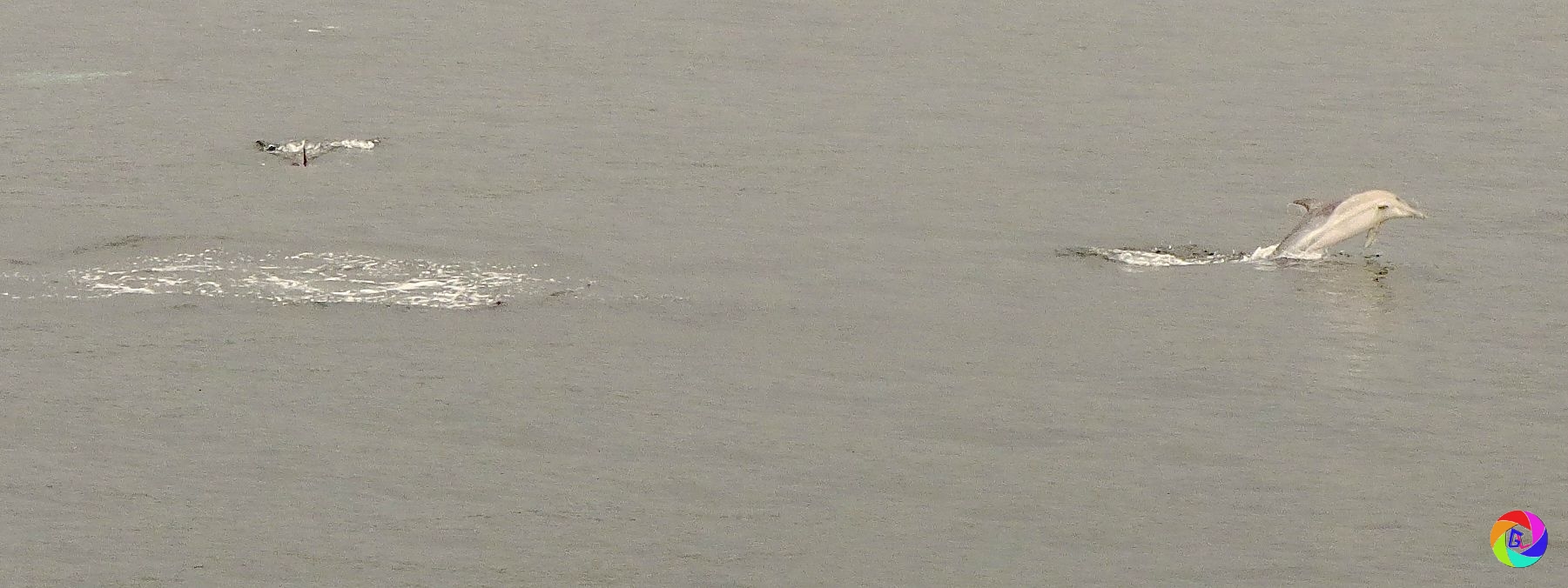 Ferry spun round to follow dolphin pod